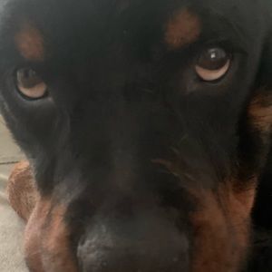 Meet your Posher, Dylan